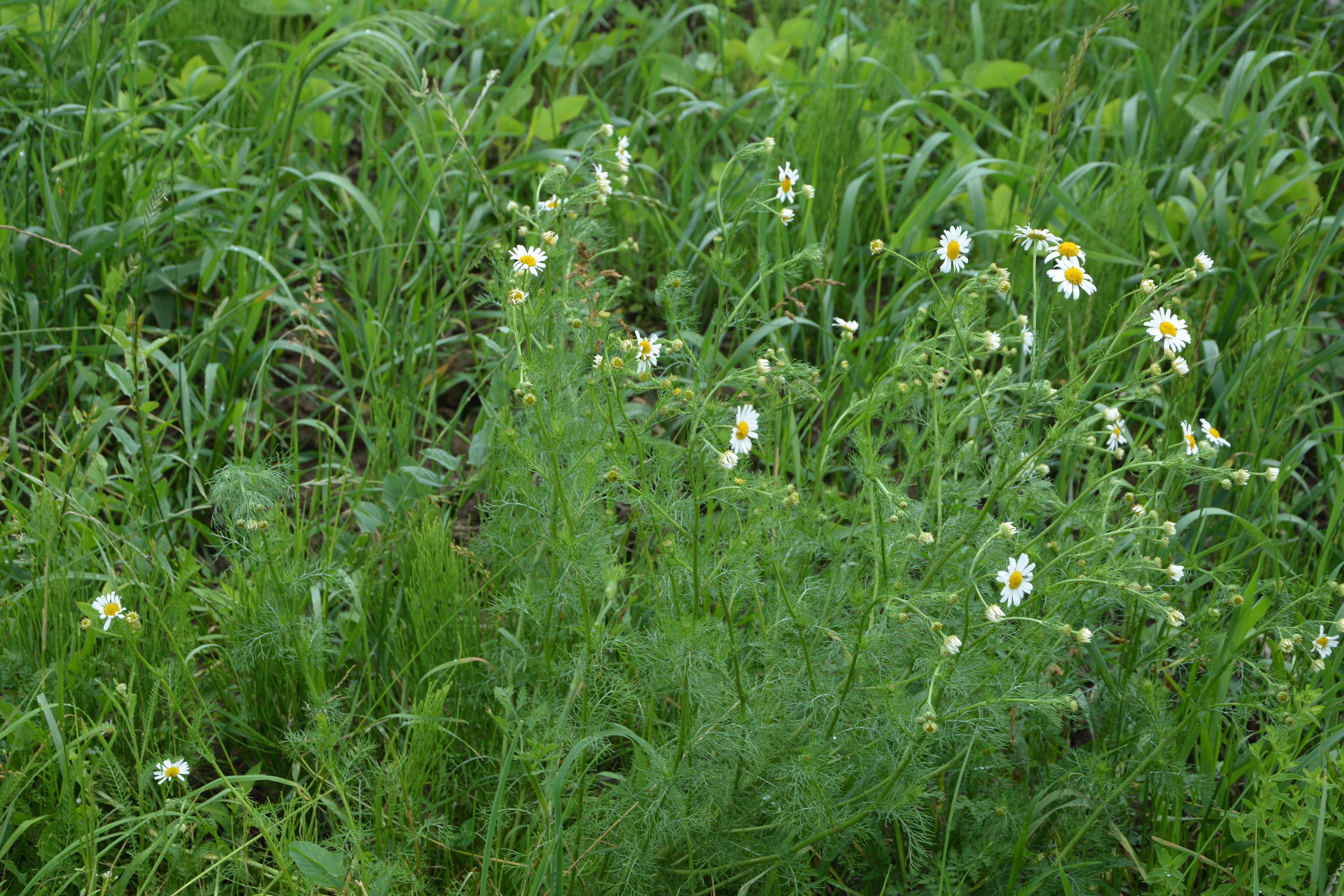 scentless chamomile plant