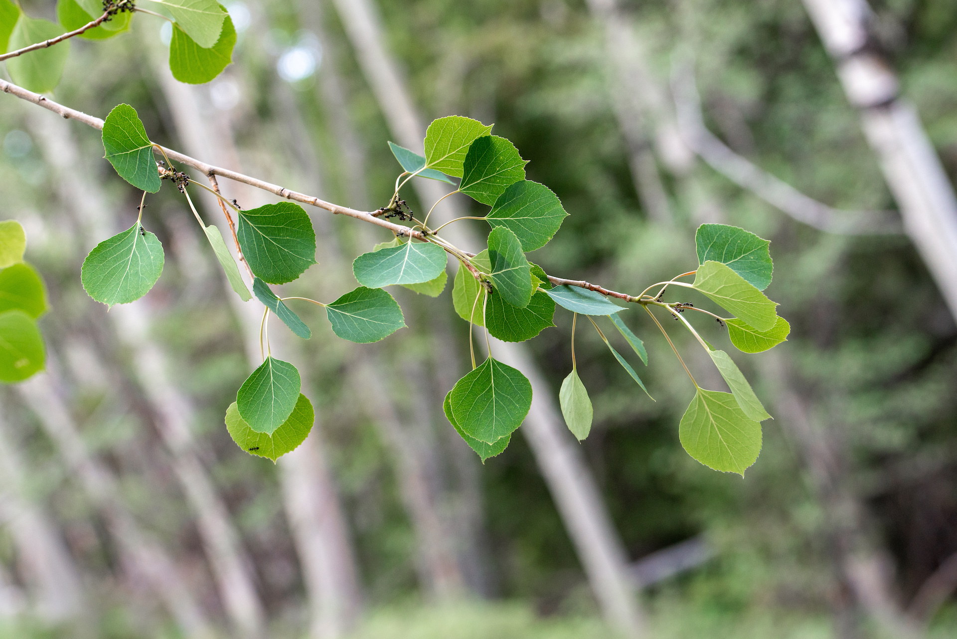 close up of white poplar leaves