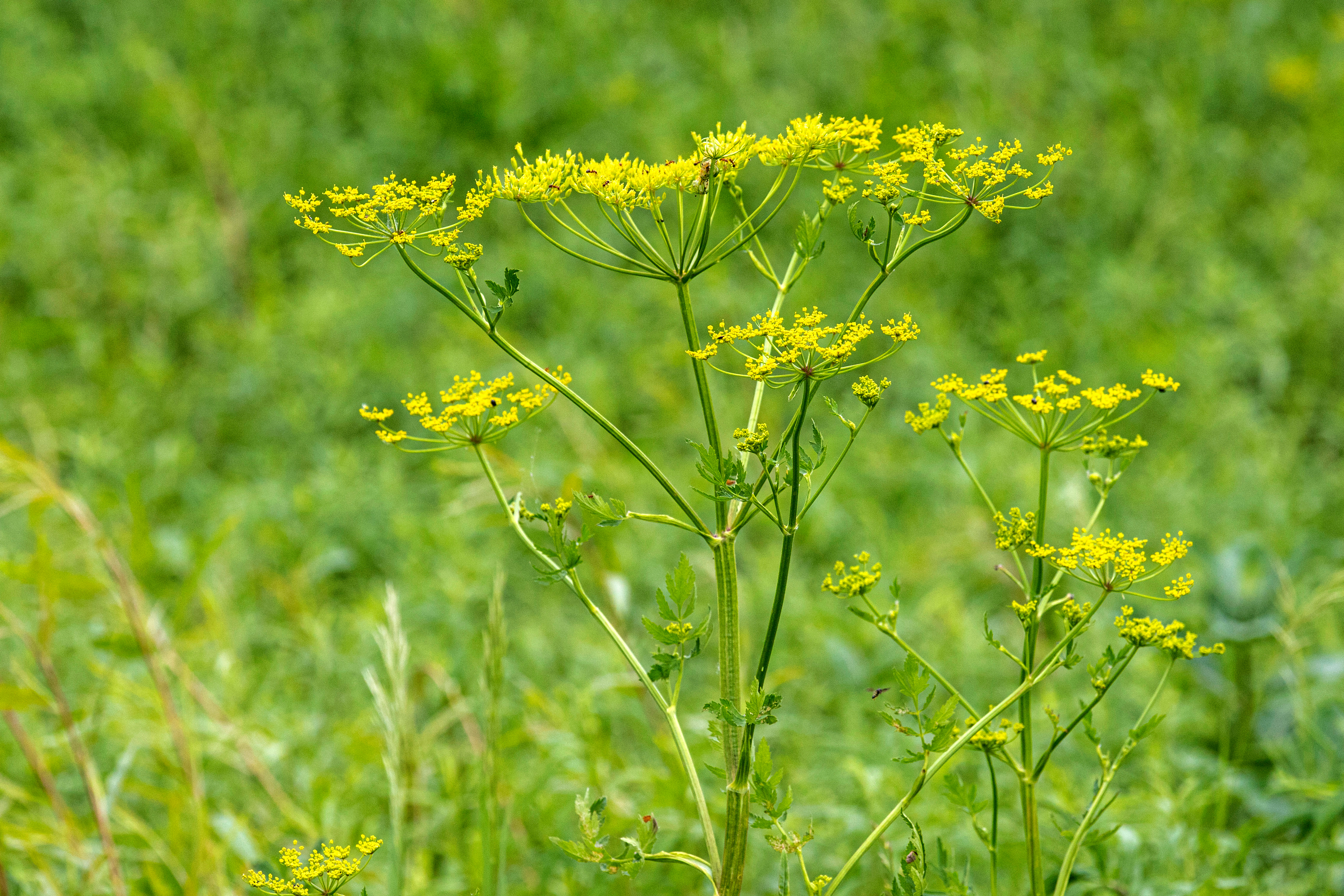 Wild Parsnip Weed