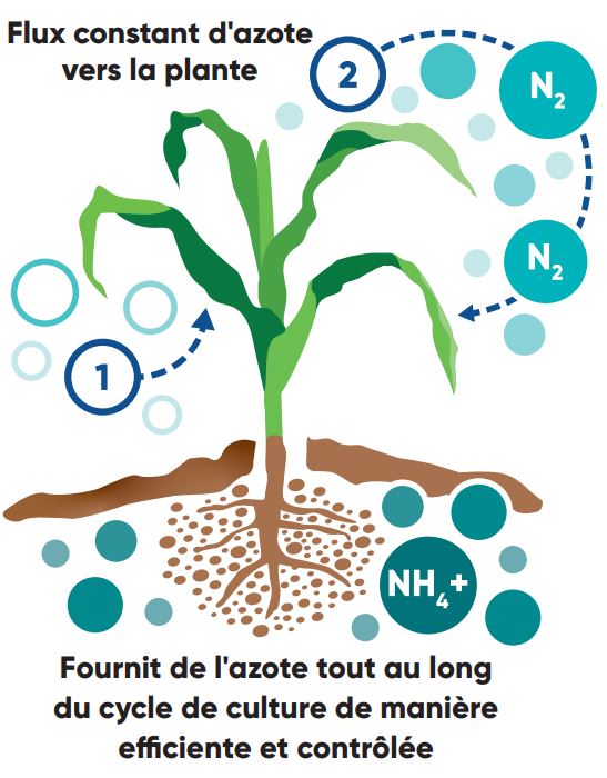 Utrisha nitrogen flow through corn plant