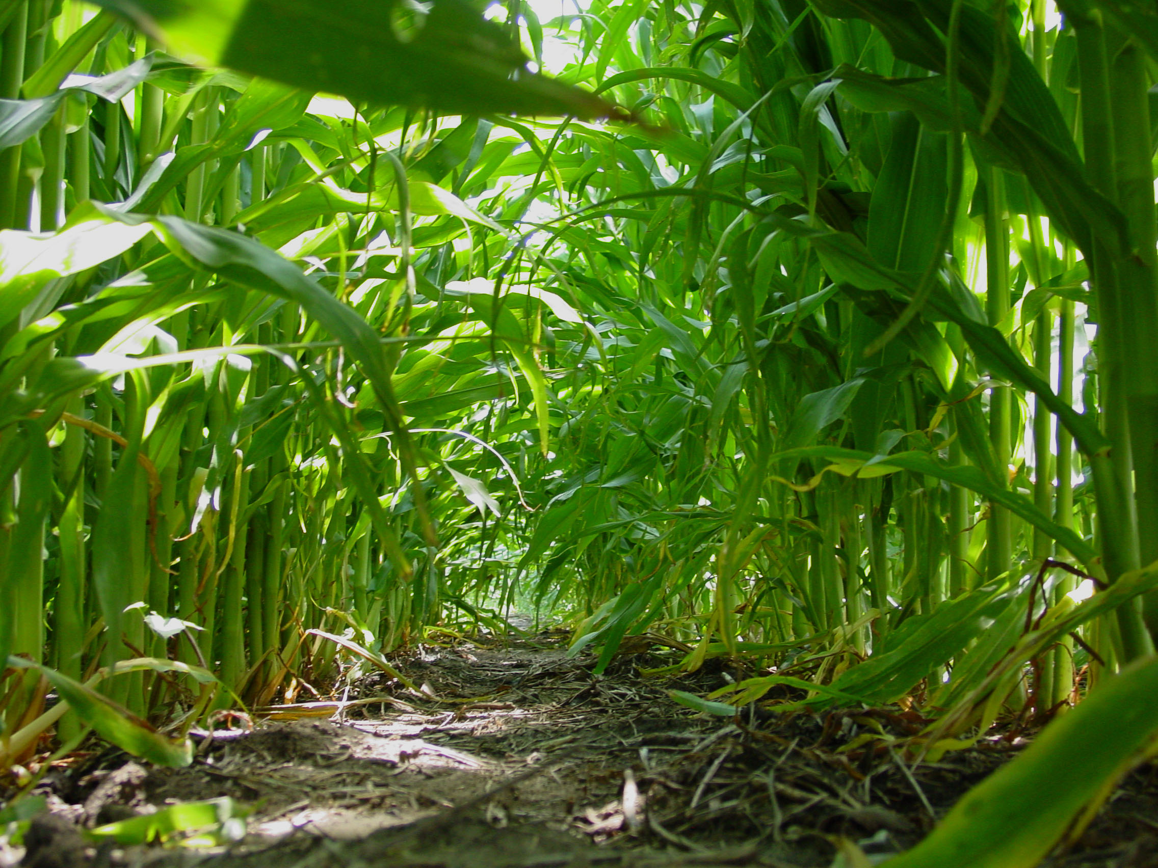 High plant population corn study hero for Aproach Prima