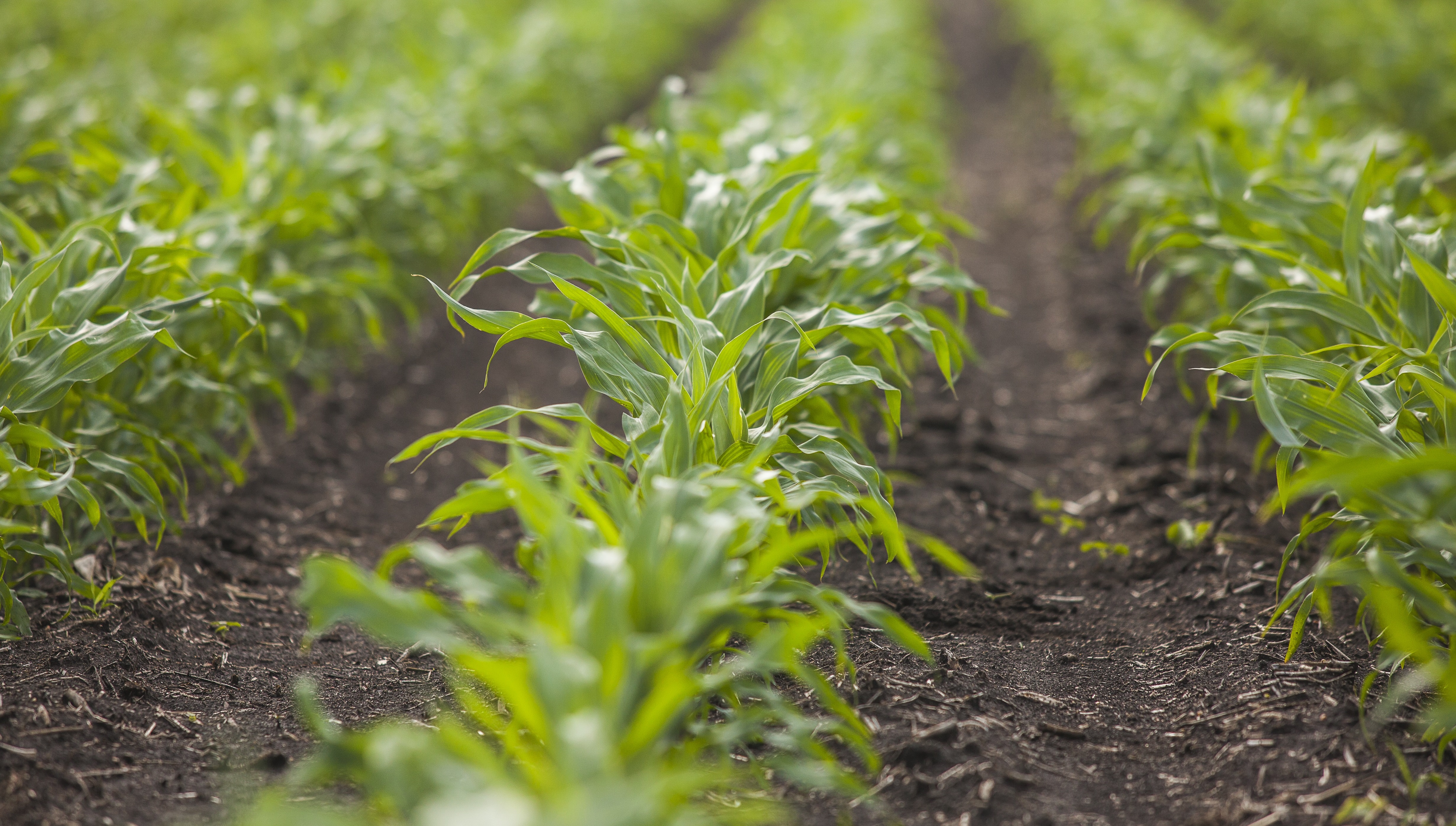 Early corn field