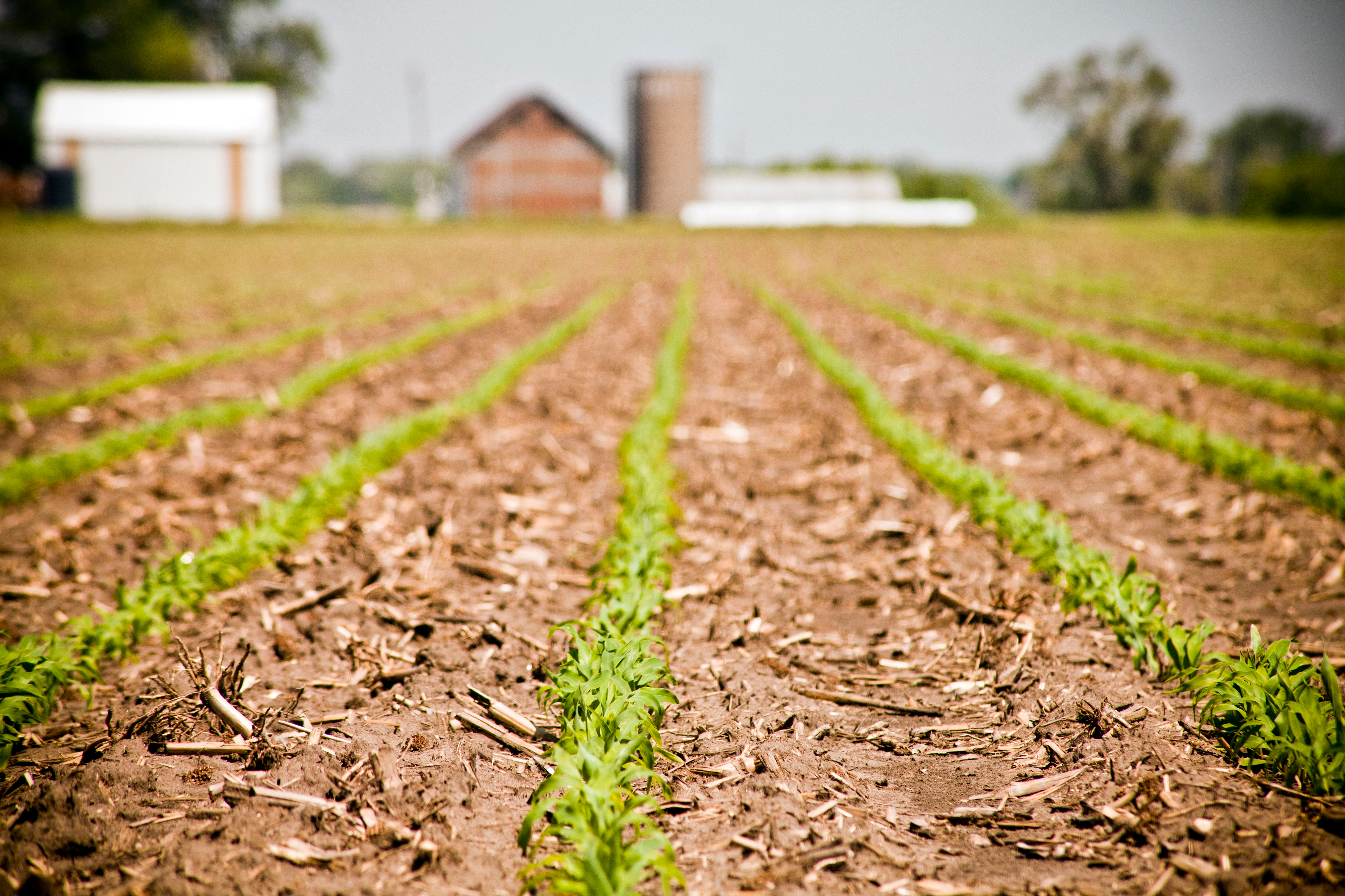 Horizon view of emerging corn; farmstead in background