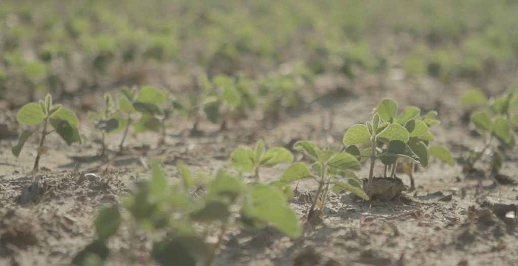 A program approach for soybean weed control