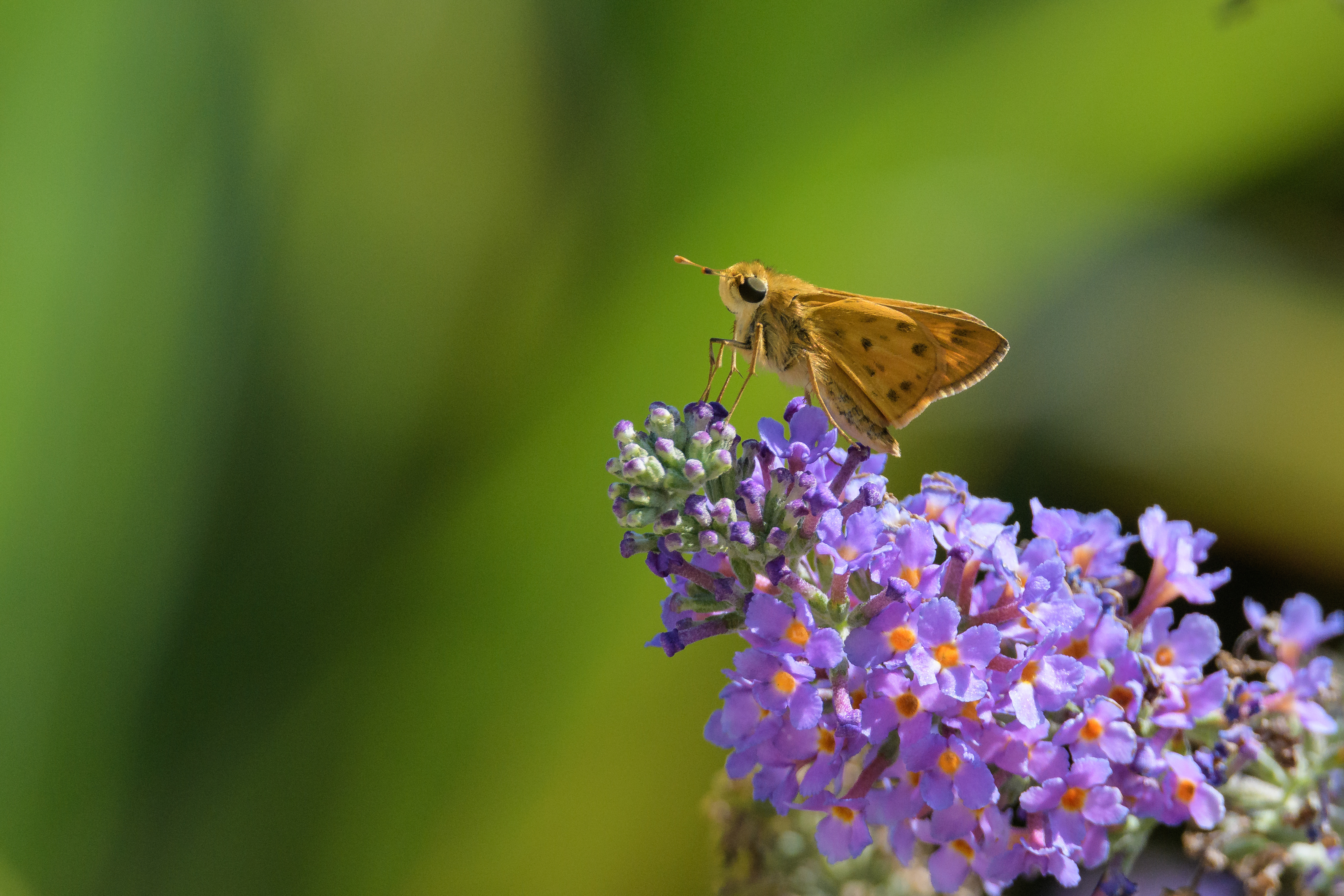 A butterfly sitting on a flower