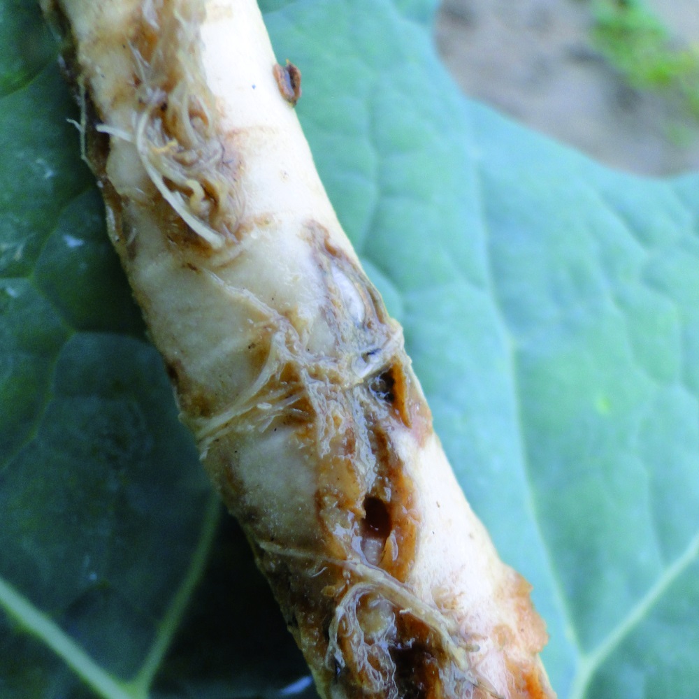 Śmietka kapuściana

